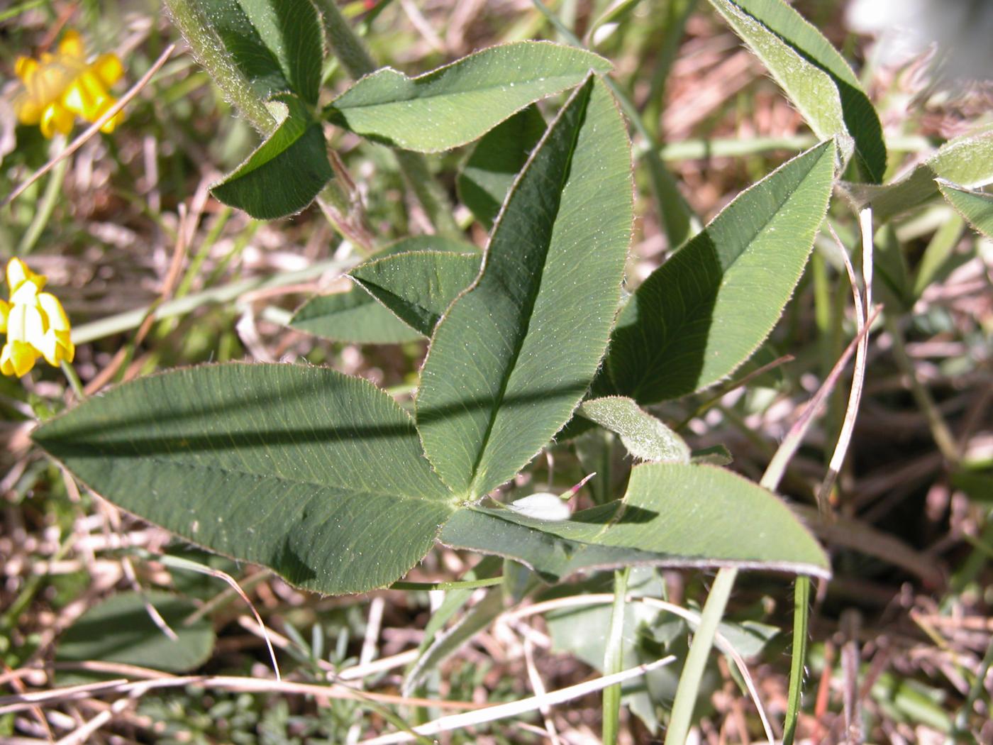 Clover, Mountain leaf